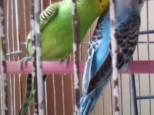 Budgie Parrot/Australian Parakeets