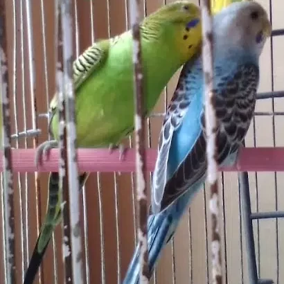 Budgie Parrot/Australian Parakeets