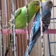 Budgie Parrot/Australian Parakeets