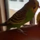 Budgie Parrot/Australian Parakeets