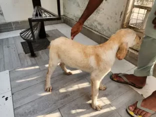 labrador puppy 5 months