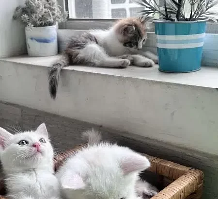 kittens