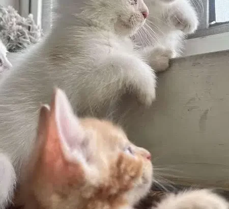 kittens