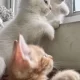 kittens