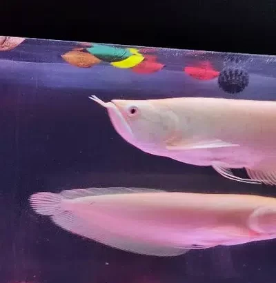 Pink Albino Arowana and Australian Jardani