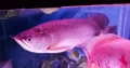 Pink Albino Arowana and Australian Jardani