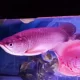 Pink Albino Arowana and Australian Jardani