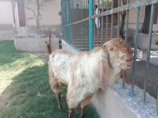 bakra for sale