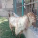 bakra for sale