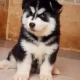 Husky Wolly Coat Male Puppies