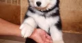 Husky Wolly Coat Male Puppies