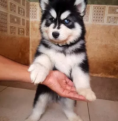 Husky Wolly Coat Male Puppies