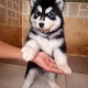 Husky Wolly Coat Male Puppies