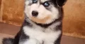 Husky Wolly Coat Male Puppies