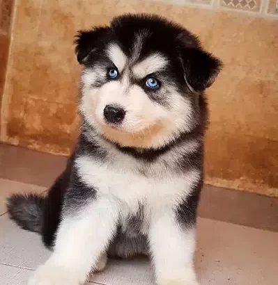 Husky Wolly Coat Male Puppies