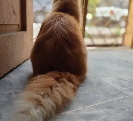 brown Persian cat