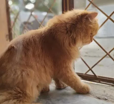 brown Persian cat