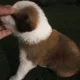 Saint Bernard Both Male Pair Dog Puppy