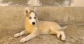 siberian Huskies for sale