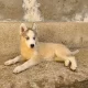 siberian Huskies for sale