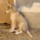 siberian Huskies for sale