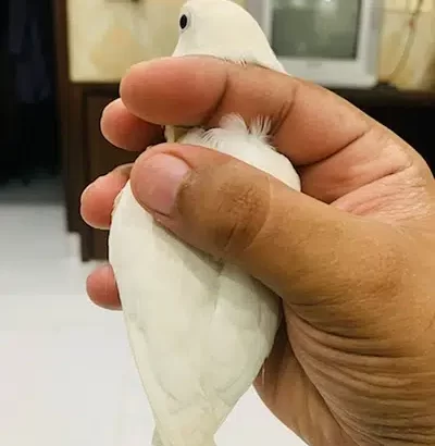 Love Birds Albino Red Eye Fisheri Parblue Rosicoll