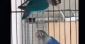 10 month parrots blue mask