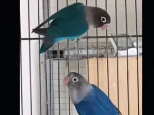 10 month parrots blue mask