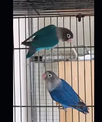 10 month parrots blue mask