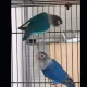 10 month parrots blue mask