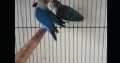 10 month parrots blue mask