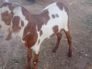 Bakra for sale