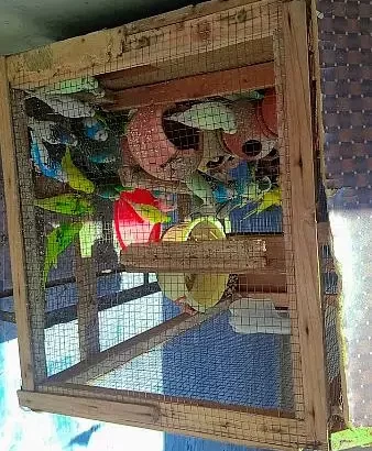 urgent sale beautiful birds 40 plus birds 10 plus