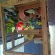 urgent sale beautiful birds 40 plus birds 10 plus