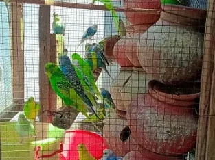 urgent sale beautiful birds 40 plus birds 10 plus