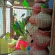 urgent sale beautiful birds 40 plus birds 10 plus