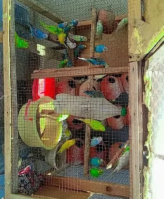 urgent sale beautiful birds 40 plus birds 10 plus