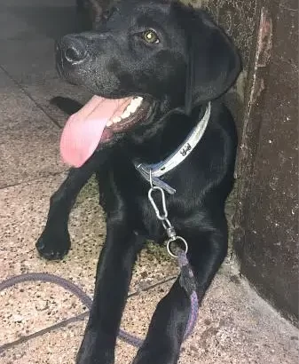 Labrador for sale