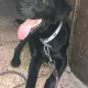 Labrador for sale