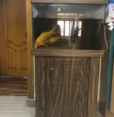 fish aquarium