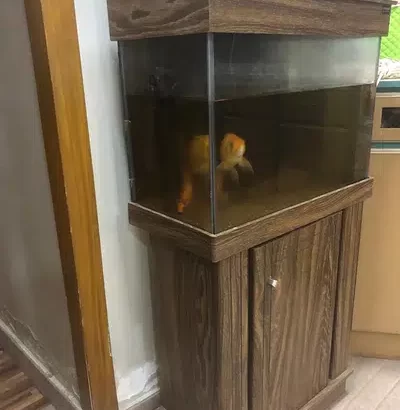 fish aquarium