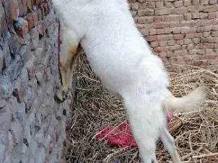 Desi Bakra for Qurbani