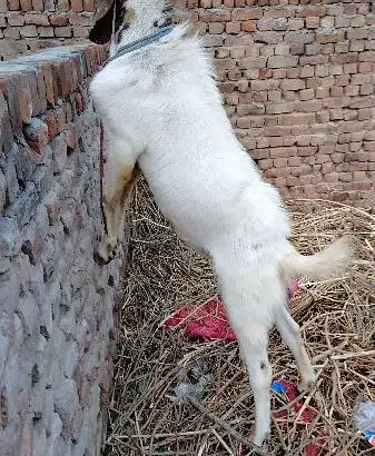 Desi Bakra for Qurbani