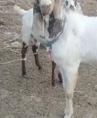 Desi Bakra for Qurbani