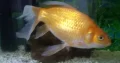 Very Big Goldfish For Sale