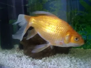 Very Big Goldfish For Sale