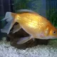 Very Big Goldfish For Sale