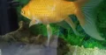 Very Big Goldfish For Sale