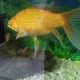 Very Big Goldfish For Sale