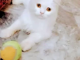 white parsion cat